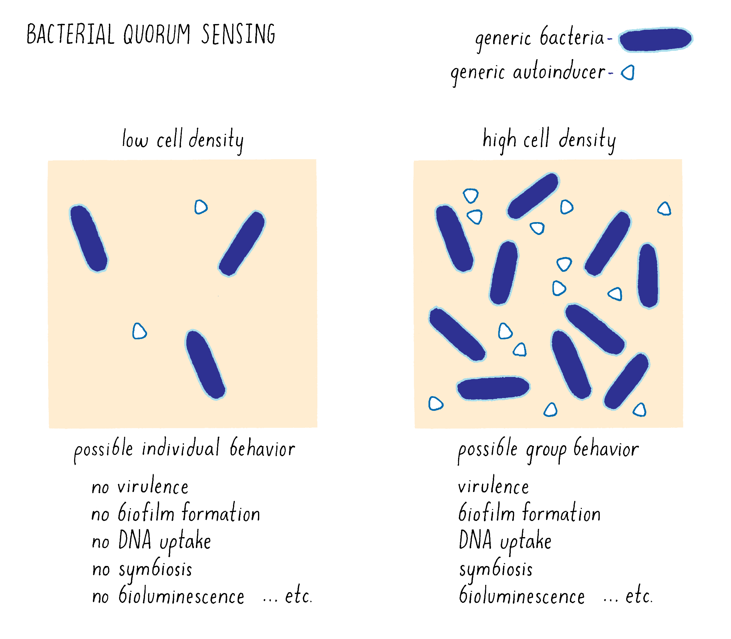 Quorum Sensing Bacterial Communication By Bonnie Bassler Quorum Sensing Bacterial Communication By Bonnie Bassler
