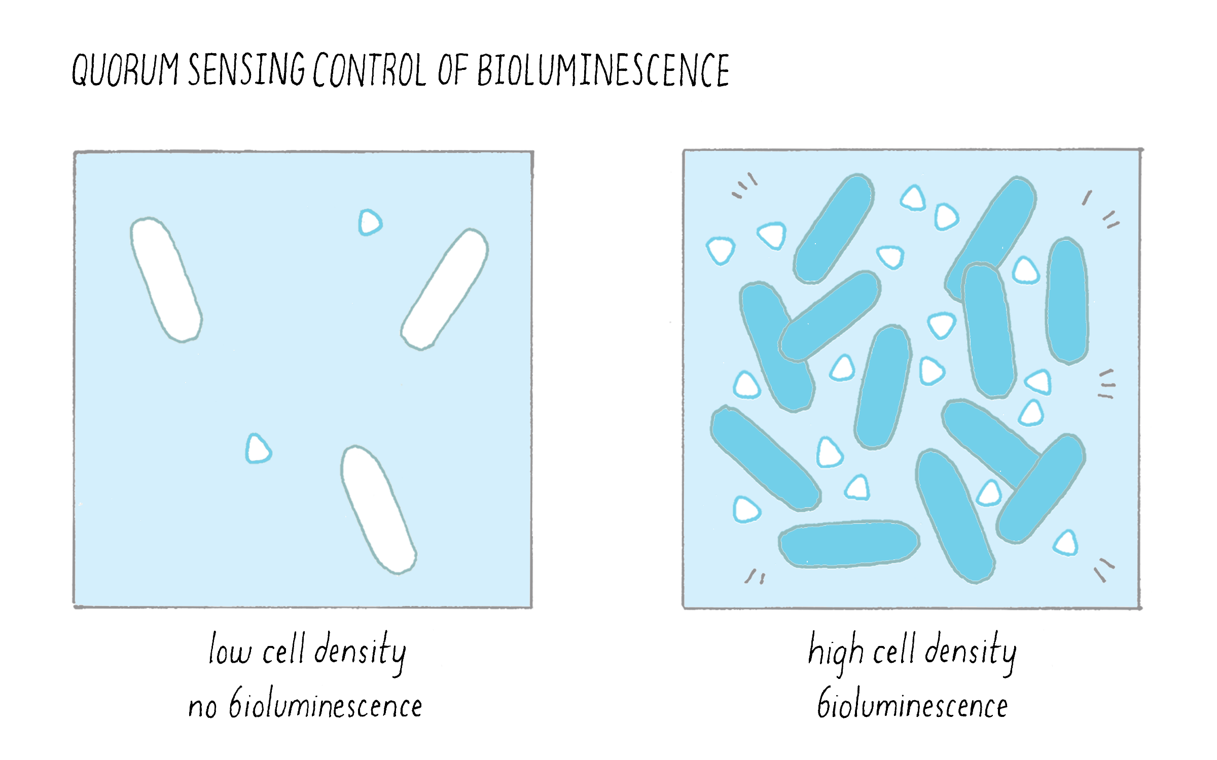 Quorum Sensing | Bacterial Communication | by Bonnie Bassler