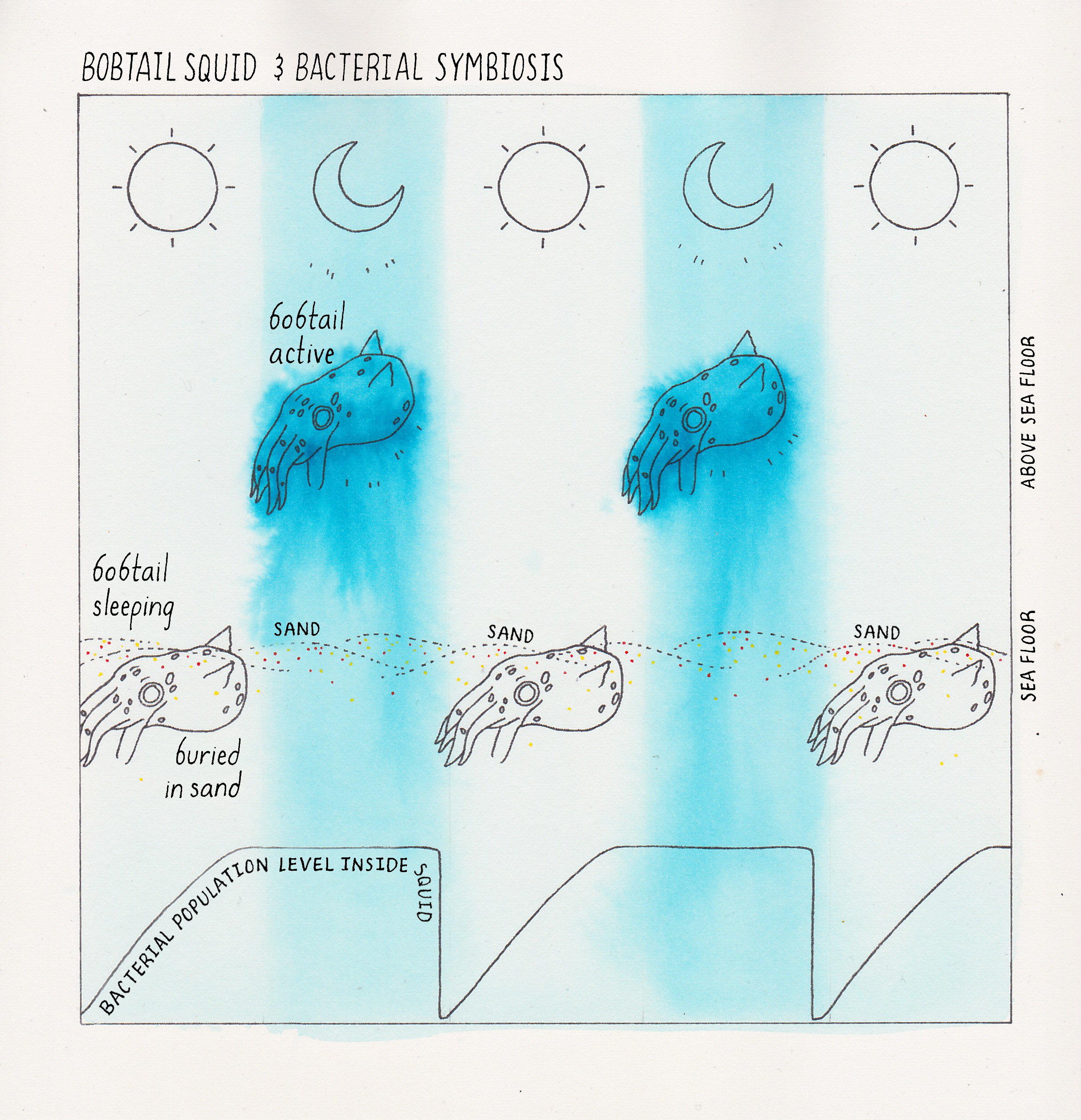 Quorum Sensing Bacterial Communication By Bonnie Bassler