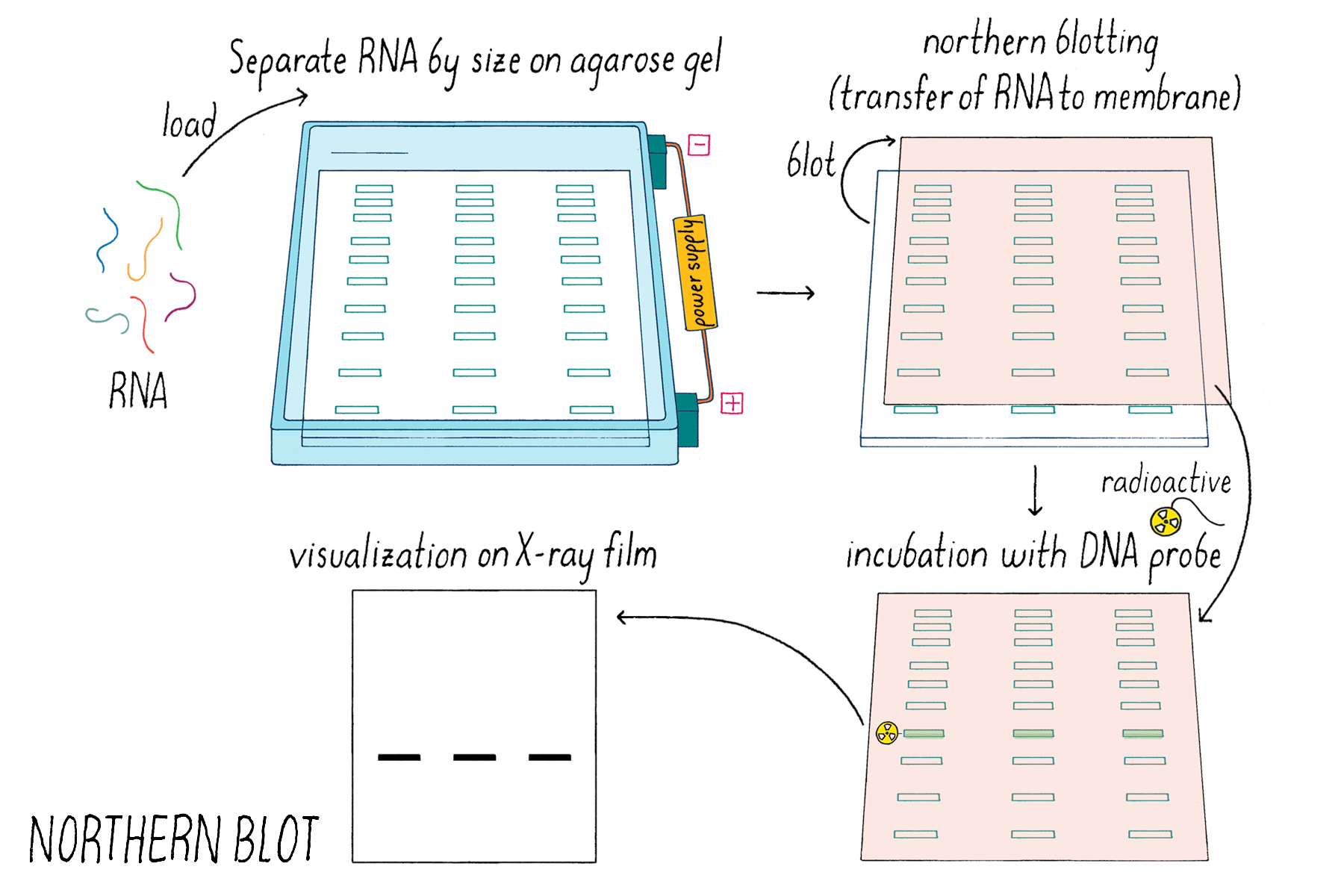 northern blot rna