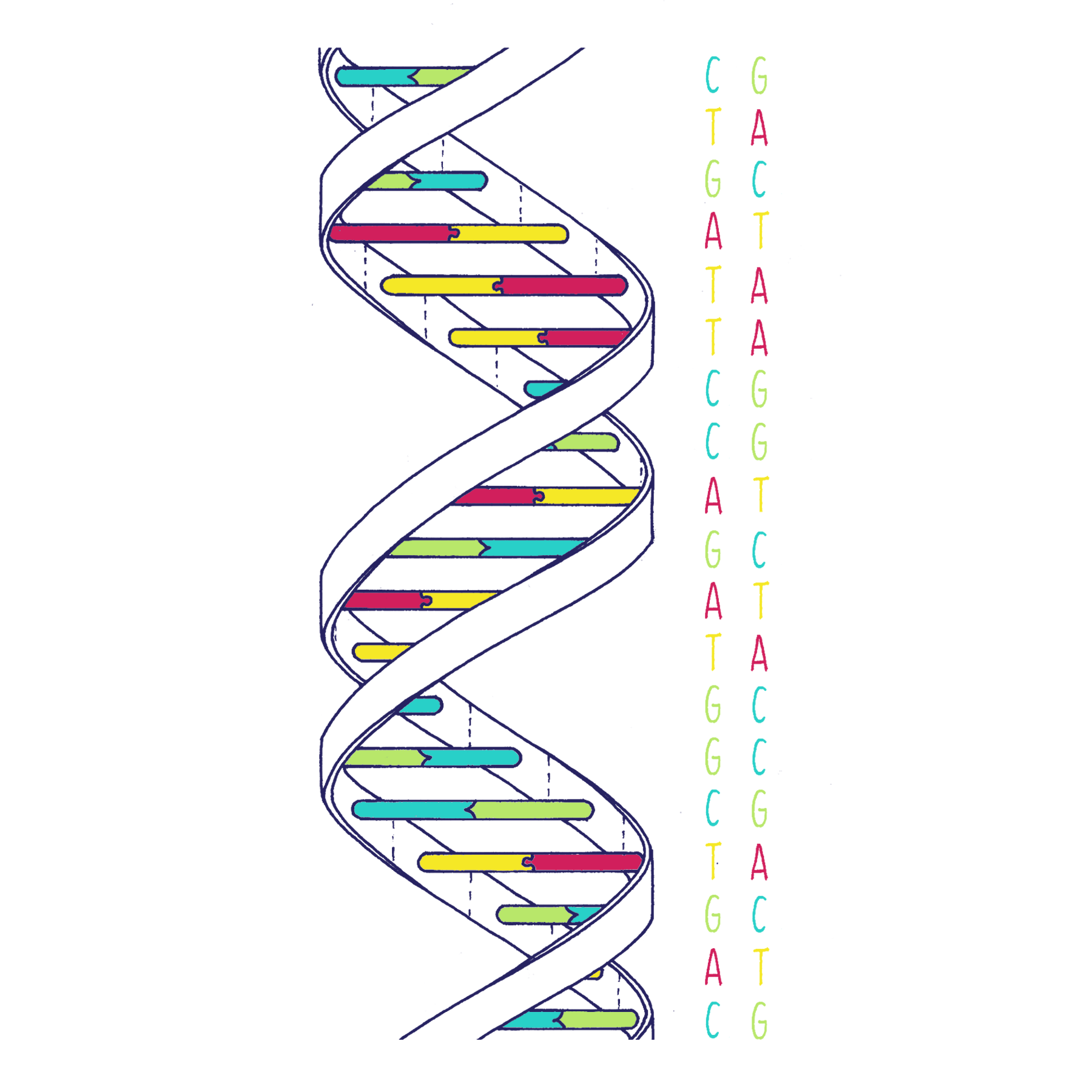 The Structure Of DNA By Ron Vale