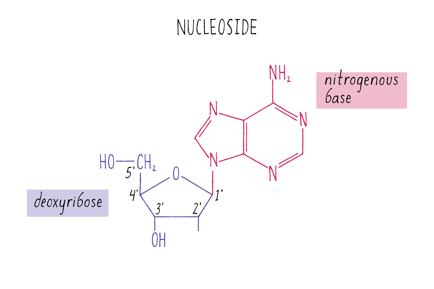 The Structure of DNA | by Ron Vale