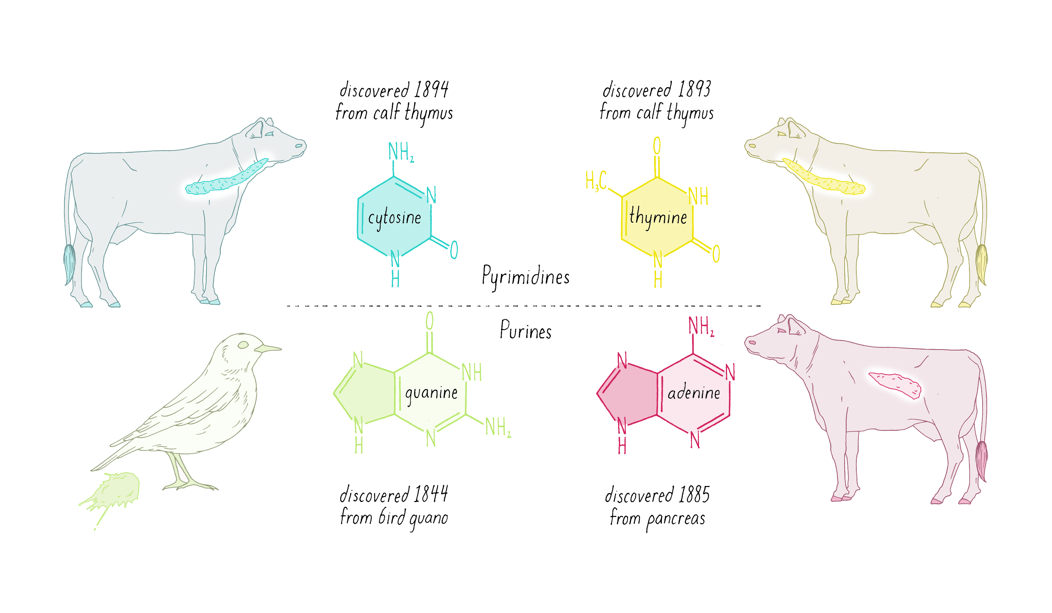 The Structure Of Dna By Ron Vale 2023 