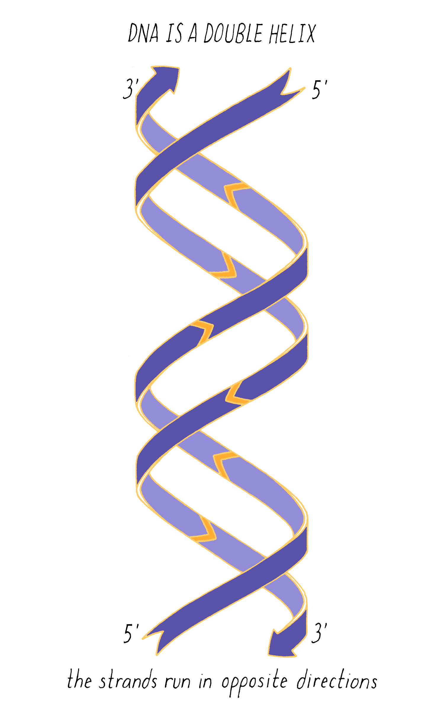 The Structure of DNA  by Ron Vale - Genetics - The structure of dna