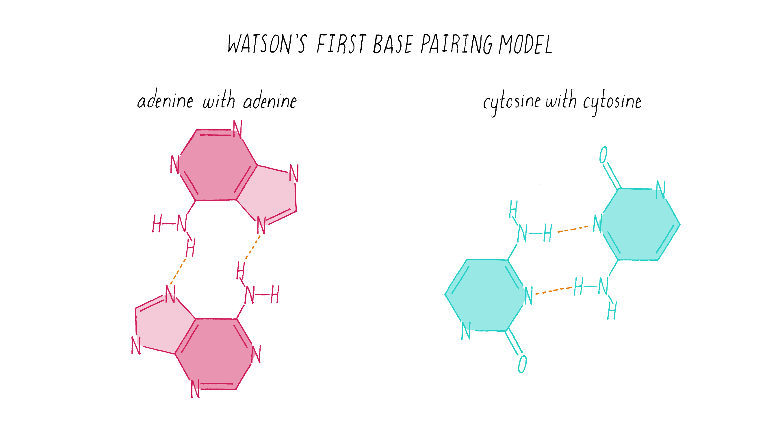 Complementary Base Handout : Base Pairing Worksheets ...