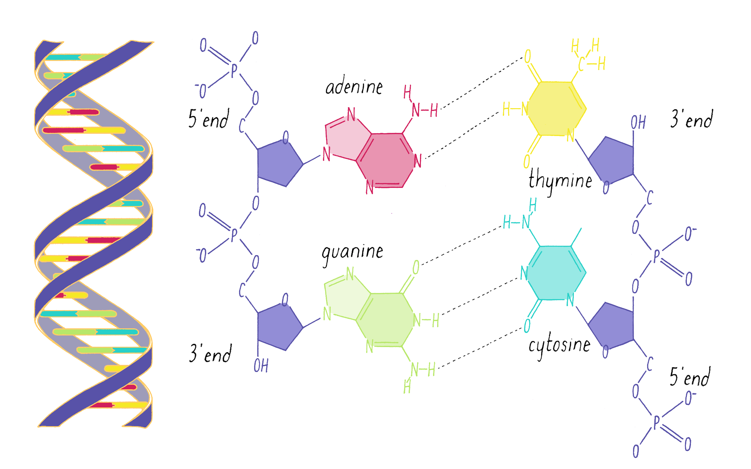 Dna Double Helix Diagram Hydrogen Bonds Dna Double Helix Diagram Hydrogen Bonds