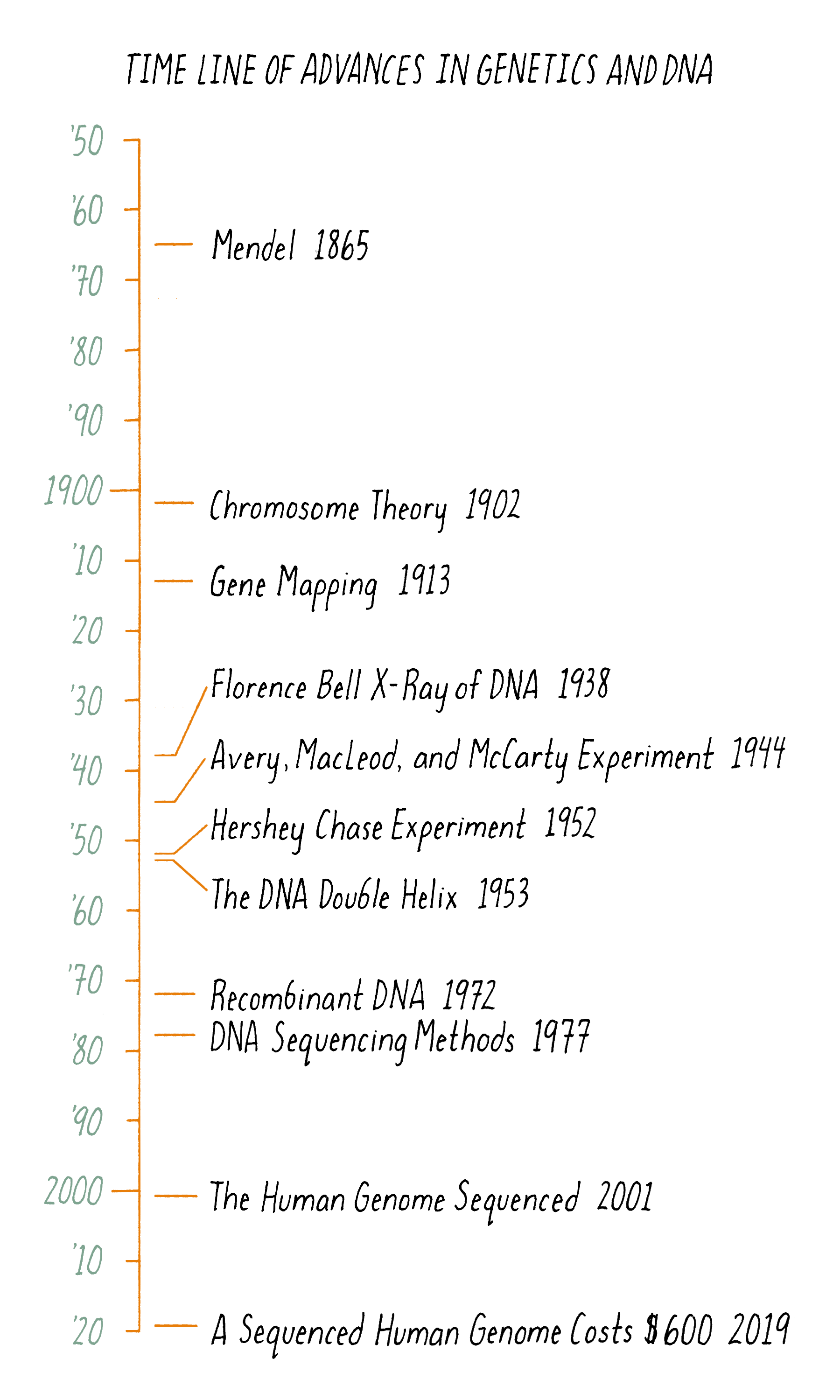 The Structure Of Dna Genetics The Structure Of Dna