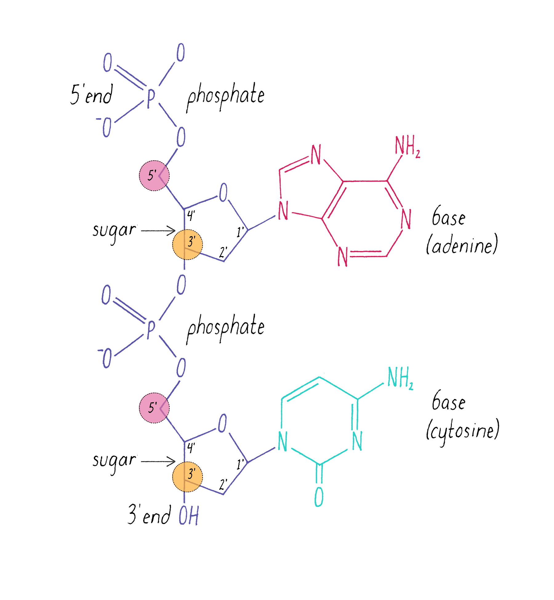 The Structure Of Dna Genetics The Structure Of Dna