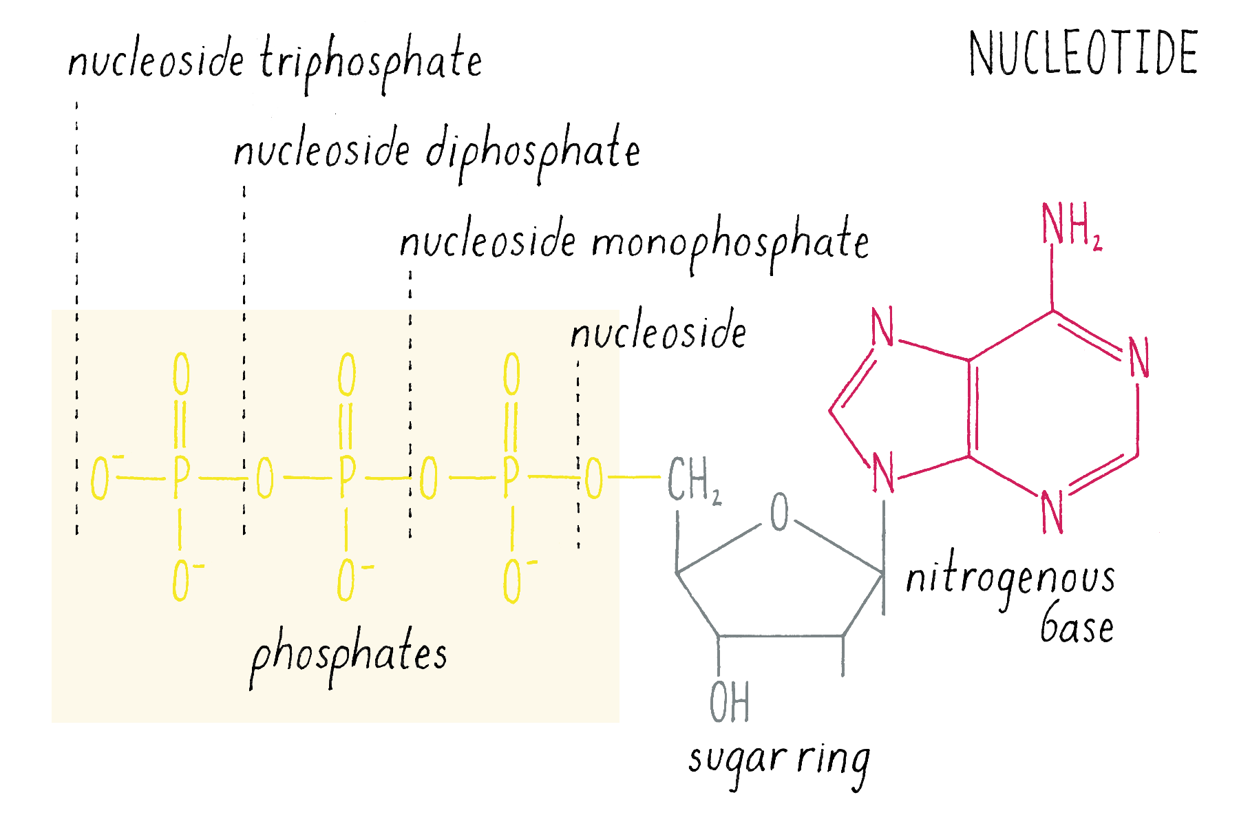 dna structure nucleotide