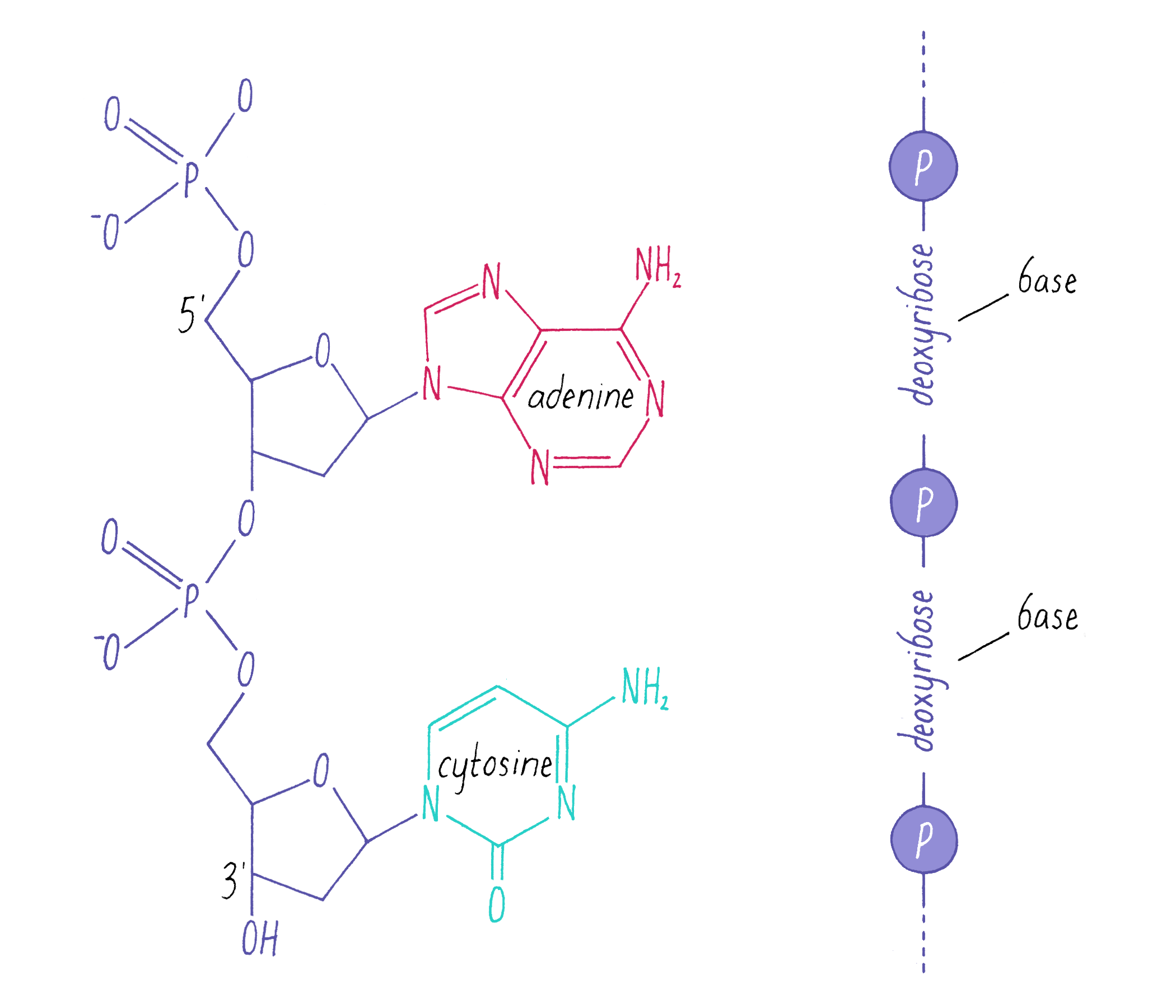 This diagram represents one of the building blocks of dna.