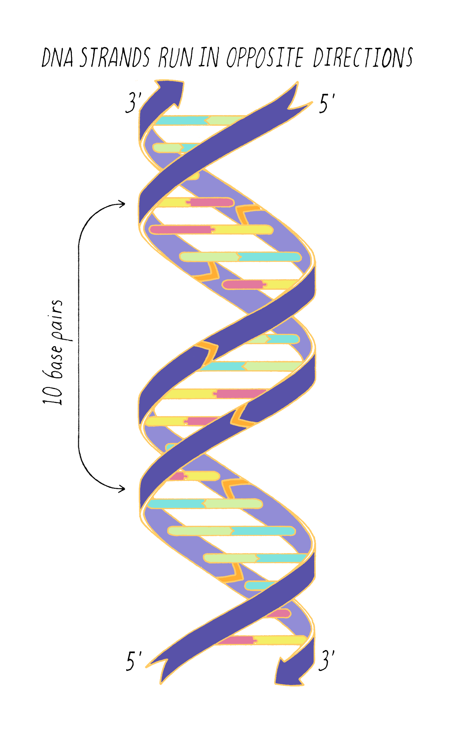 The Structure of DNA by Ron Vale