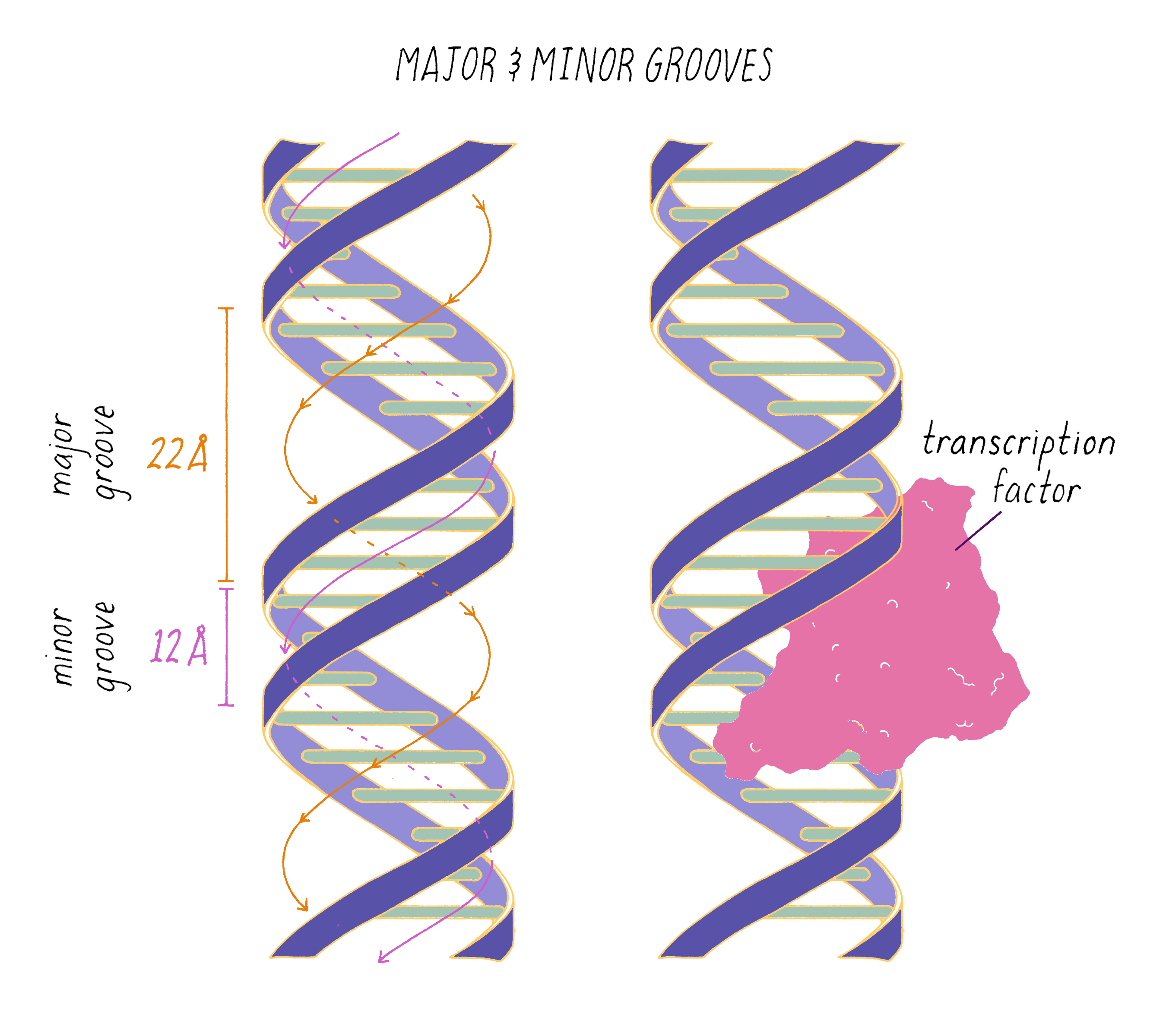 Последовательность раскручивания днк. Major Minor Grooves of DNA. B DNA Minor and Major Groove.