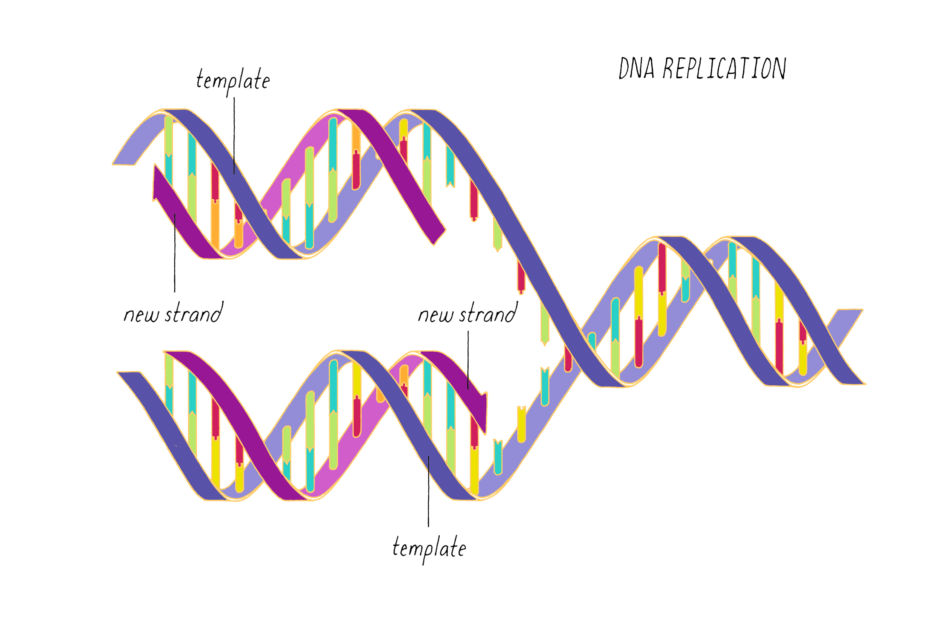 The diagram below shows a double-stranded dna molecule (parental duplex).