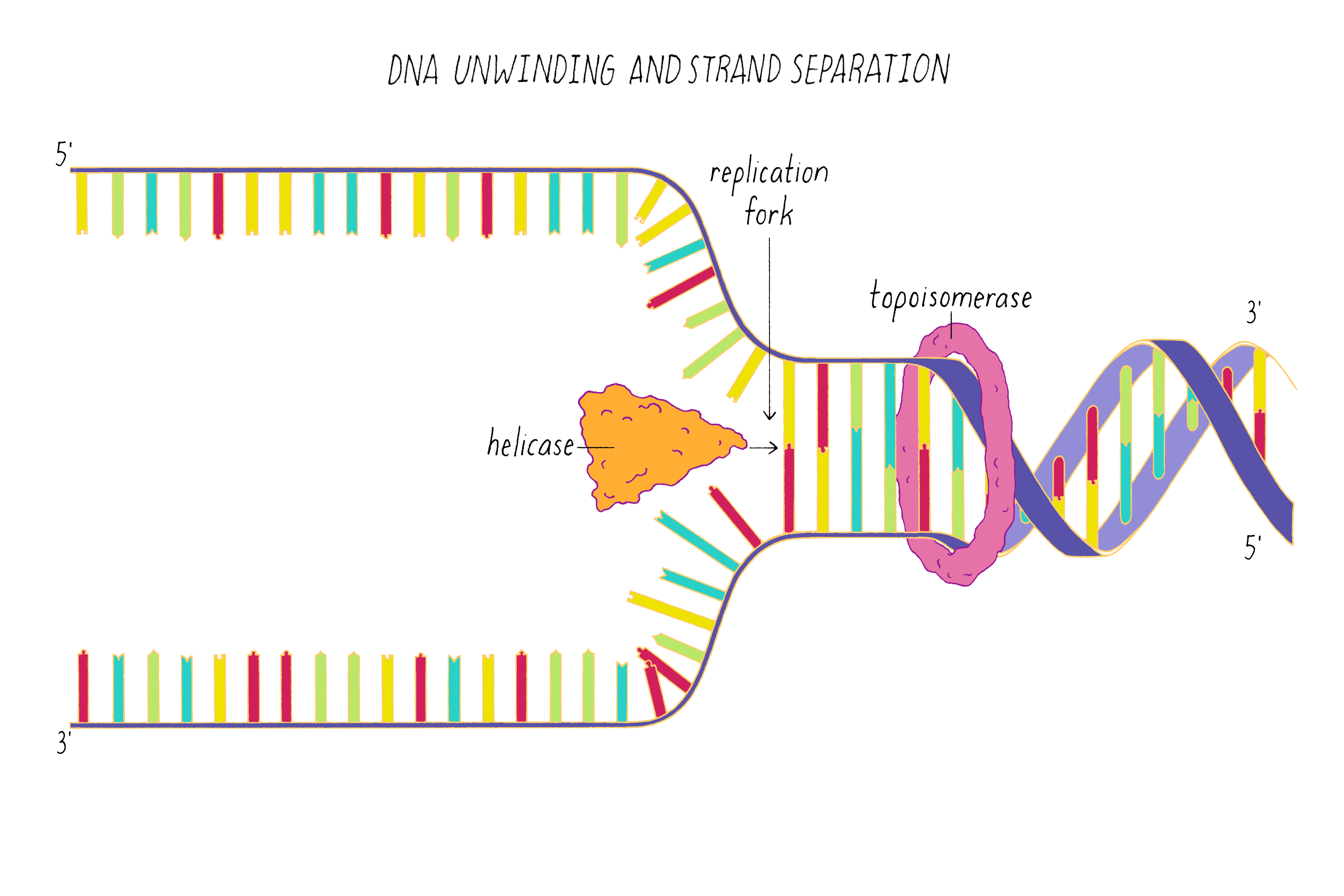 Dna Serves As A Template For The Synthesis Of