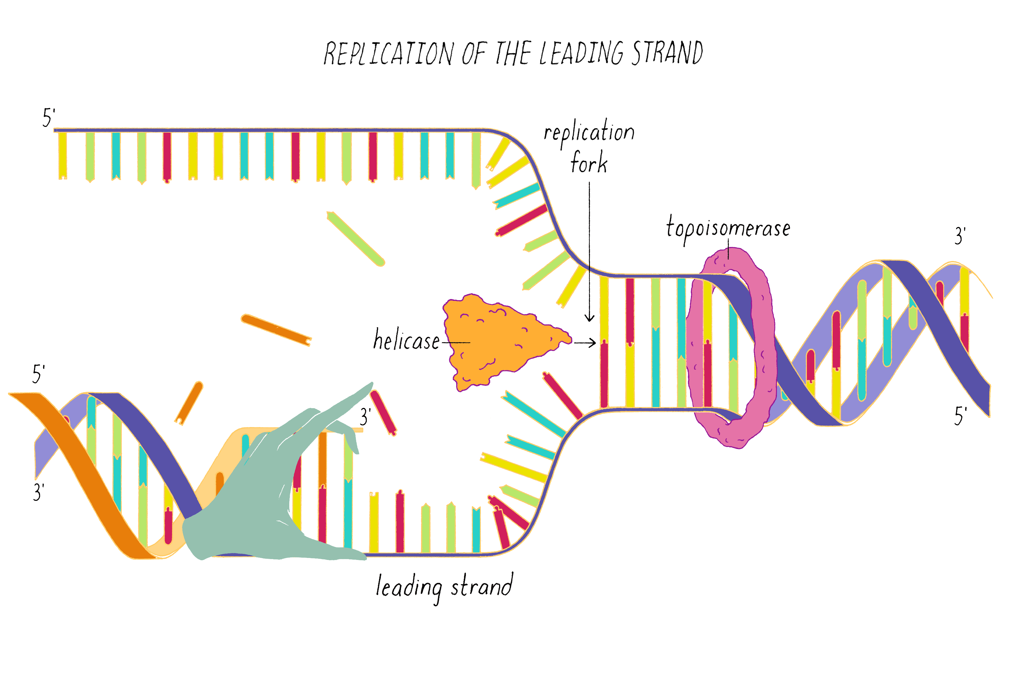 Explain how the structure of dna facilitates its replication