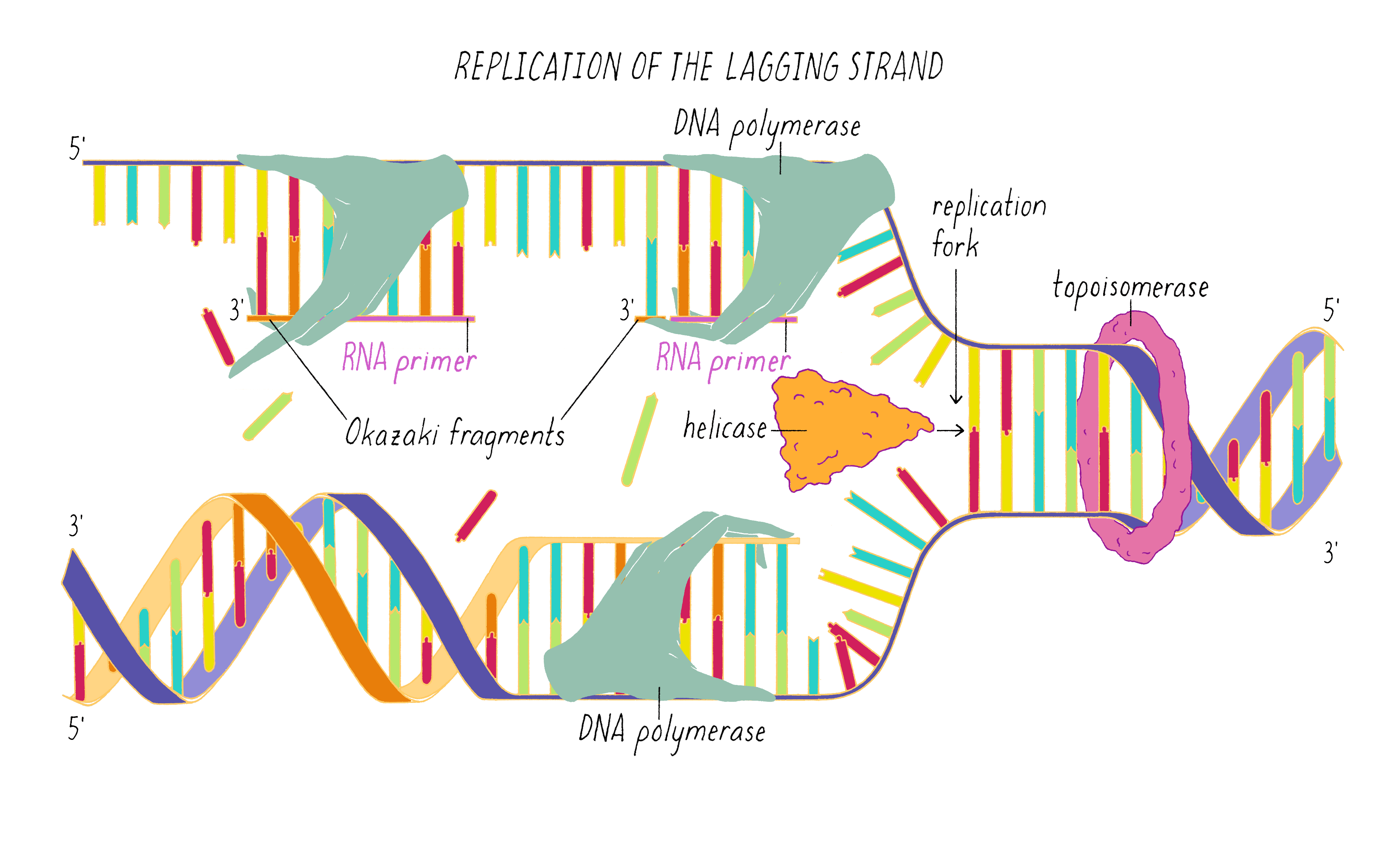 The Structure Of Dna By Ron Vale Genetics The Structure Of Dna