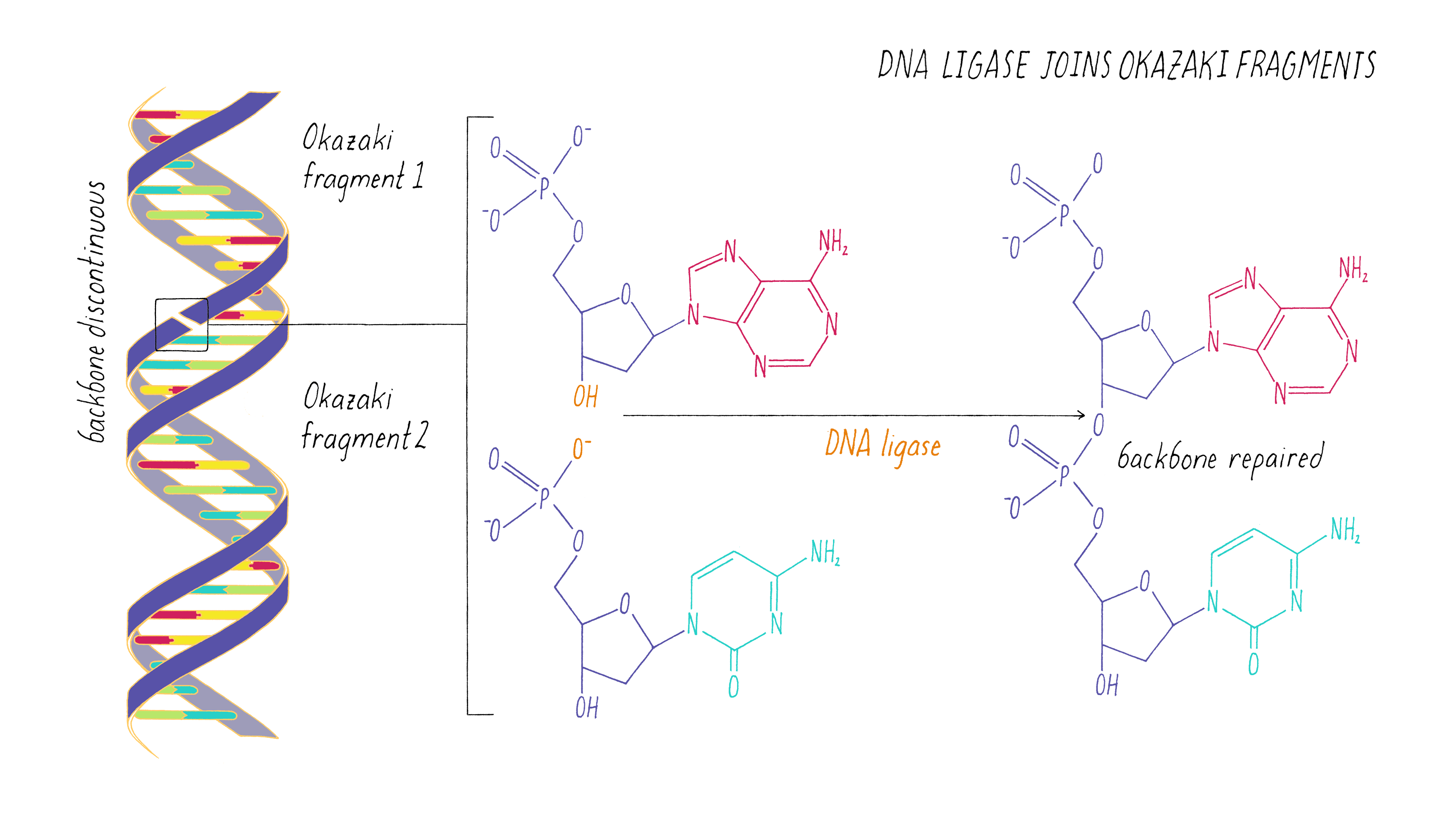 dna carbon backbone