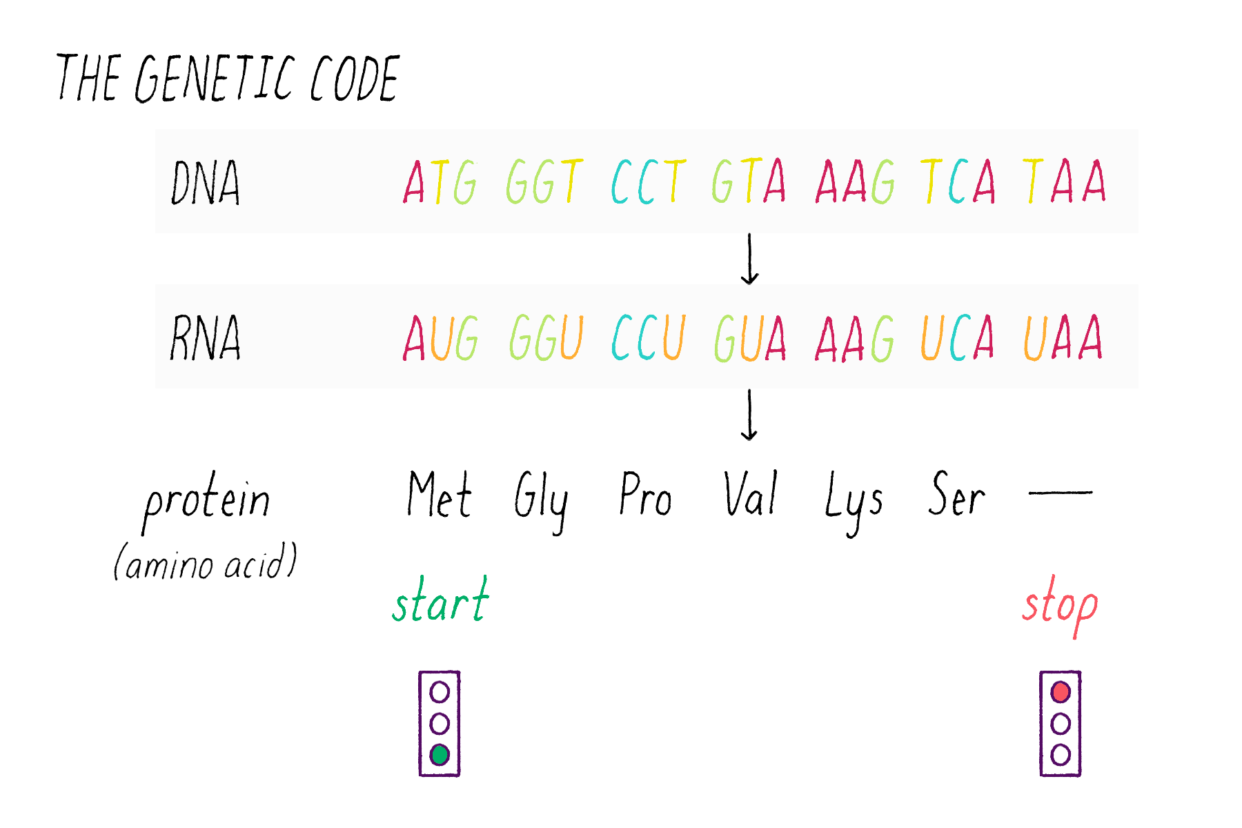 The Structure Of Dna Genetics The Structure Of Dna