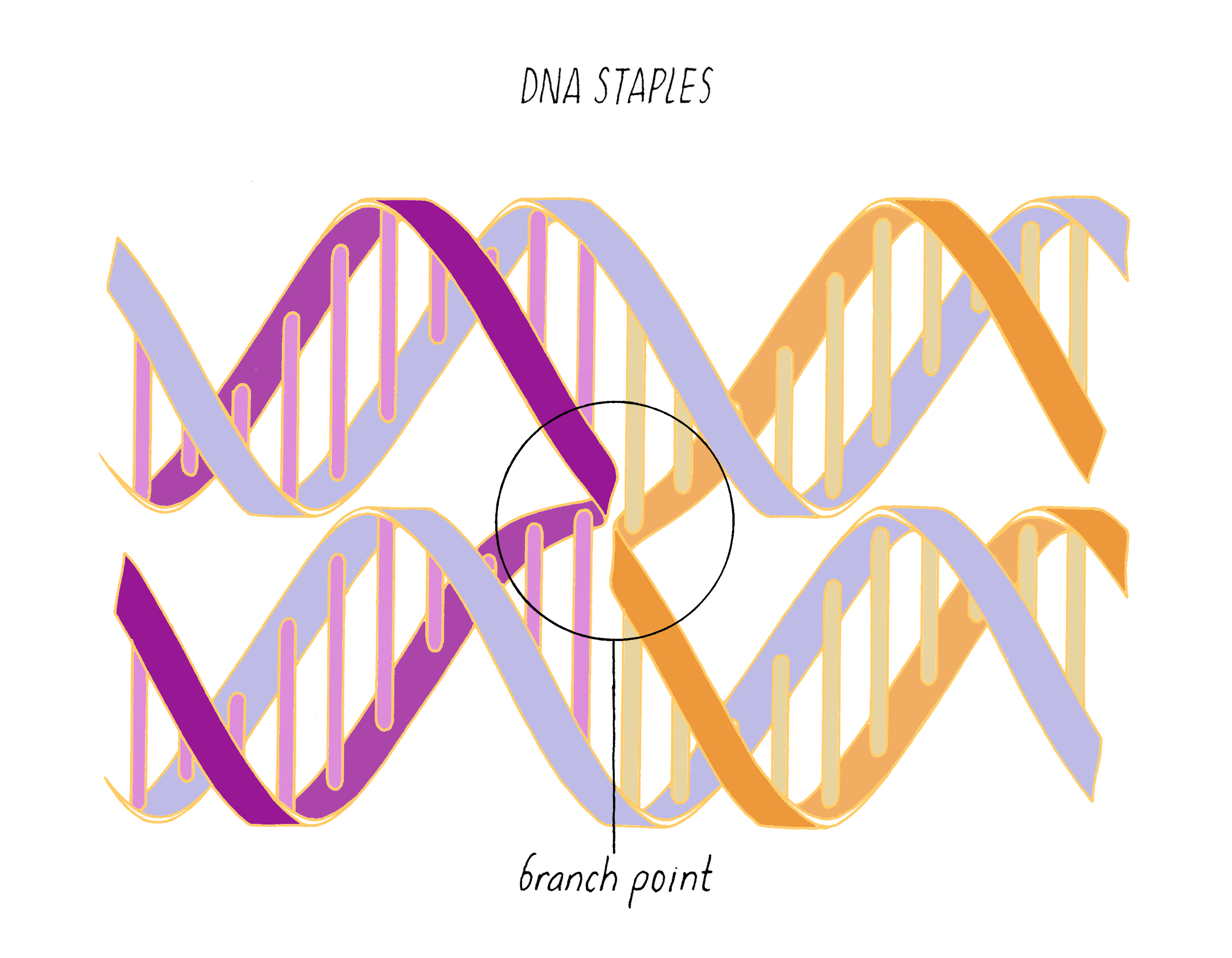 The Structure of DNA by Ron Vale