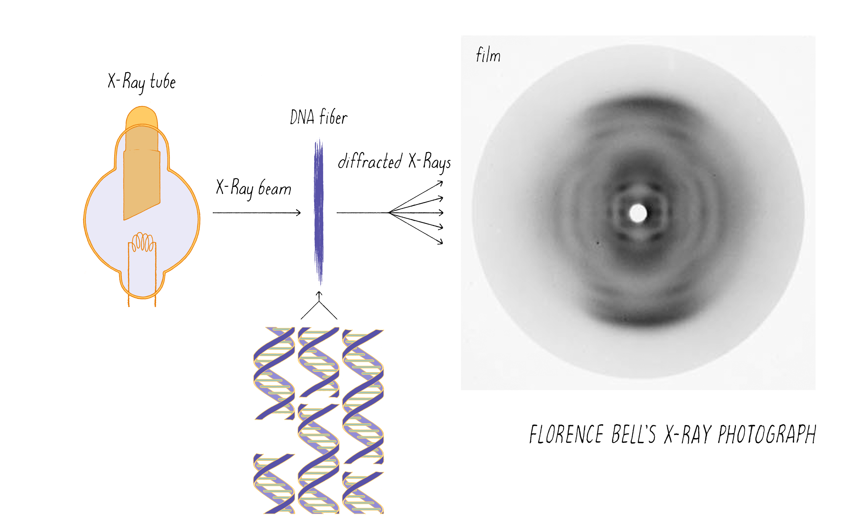 X Ray Diffraction Pattern Dna