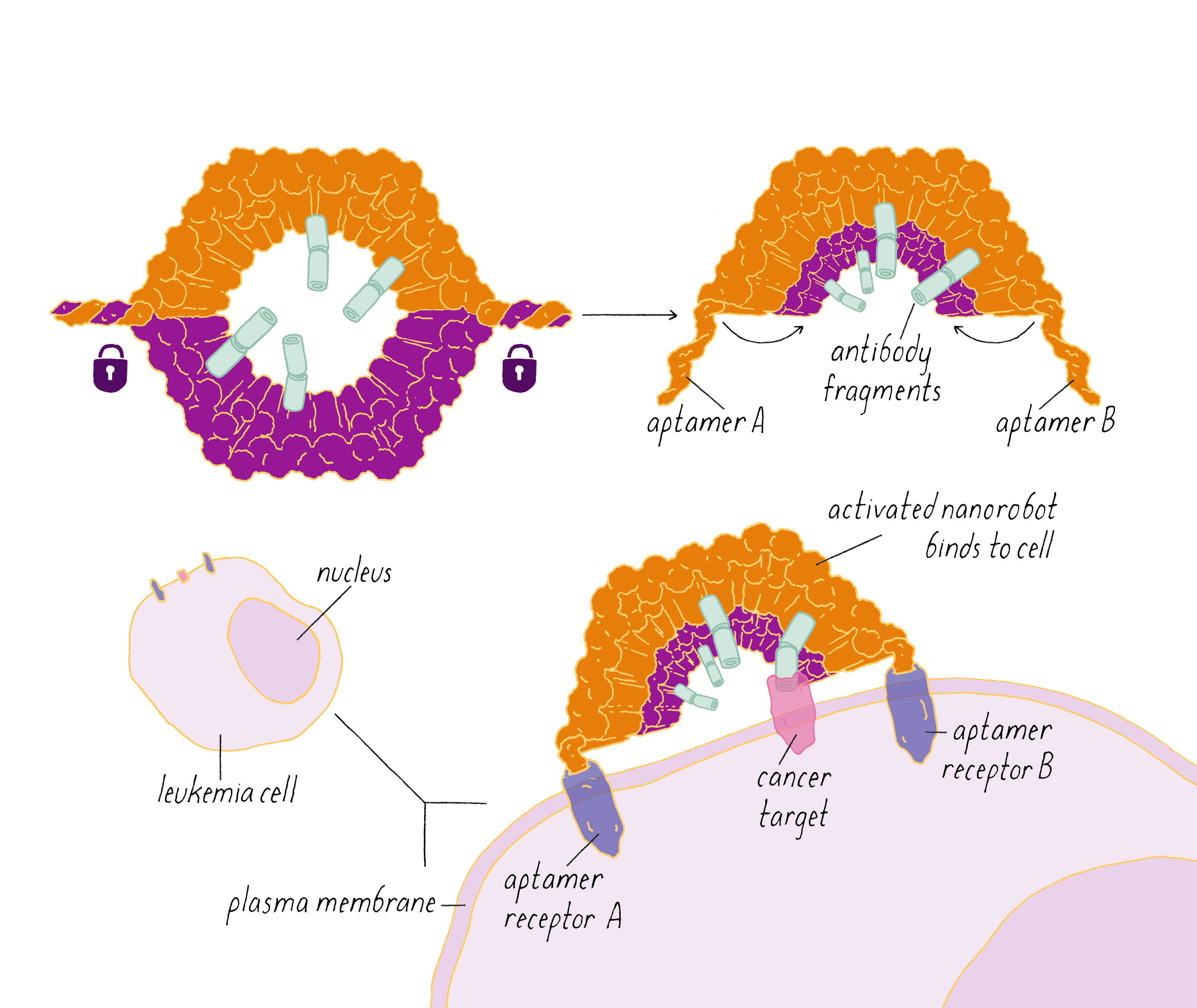 The Structure Of Dna Ron Vale Geics The Structure Of Dna