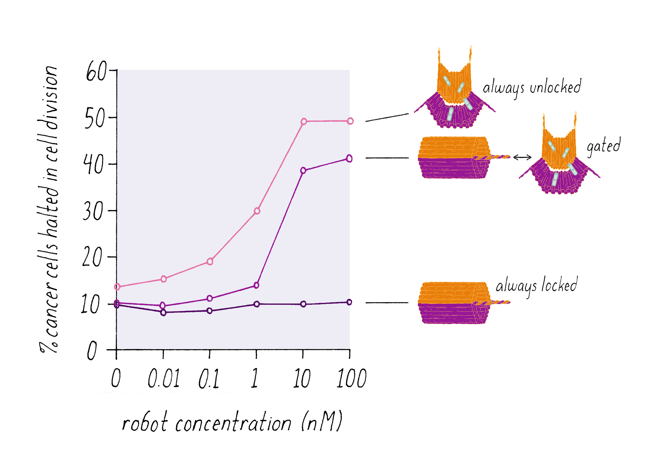 The Structure Of Dna Genetics The Structure Of Dna