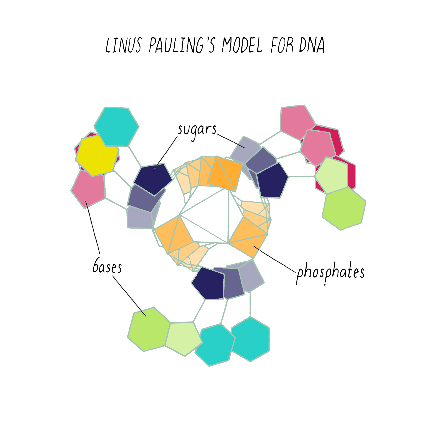 The Structure Of Dna Ron Vale Geics The Structure Of Dna