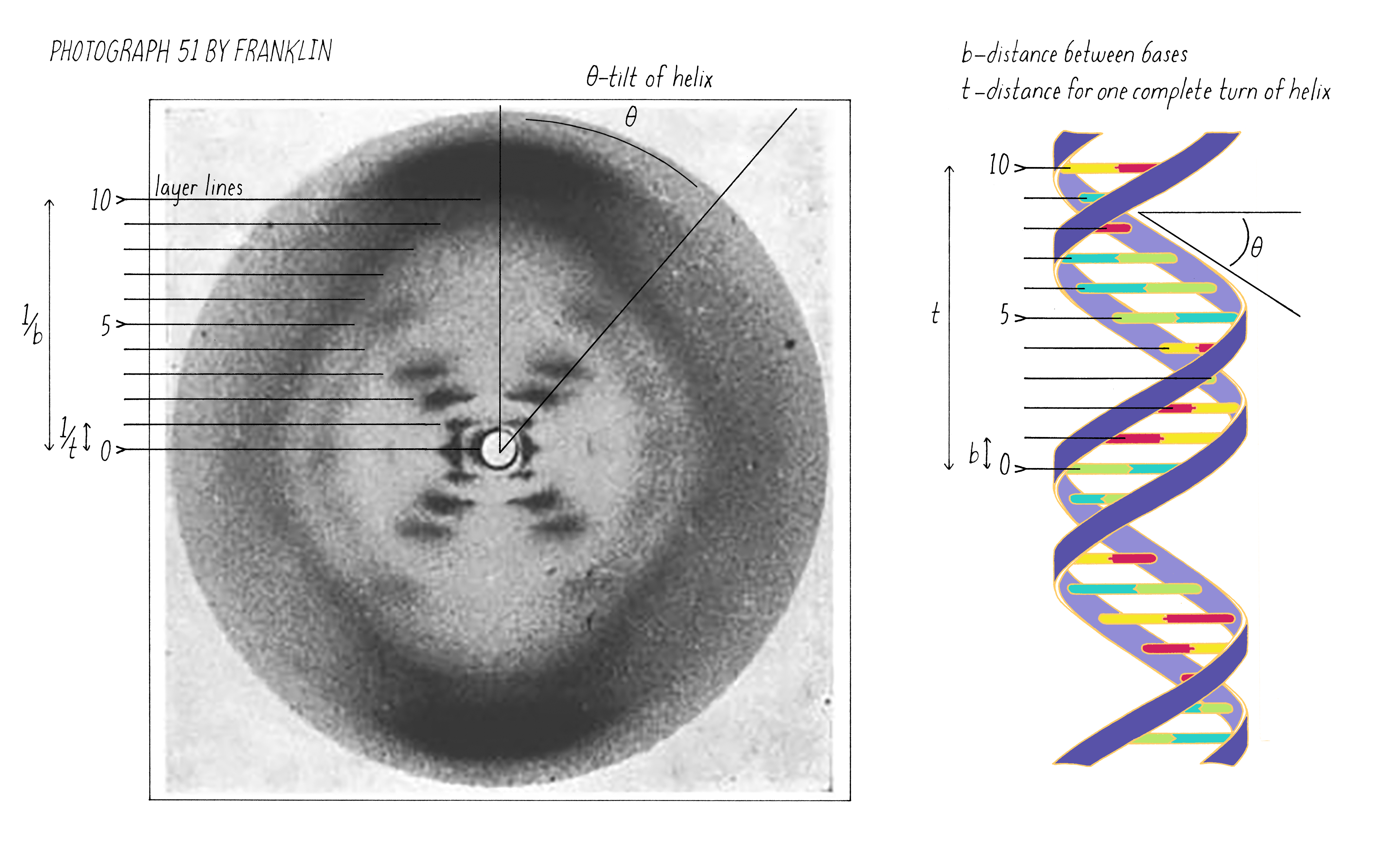 width of helix in x ray diffraction pattern b dna