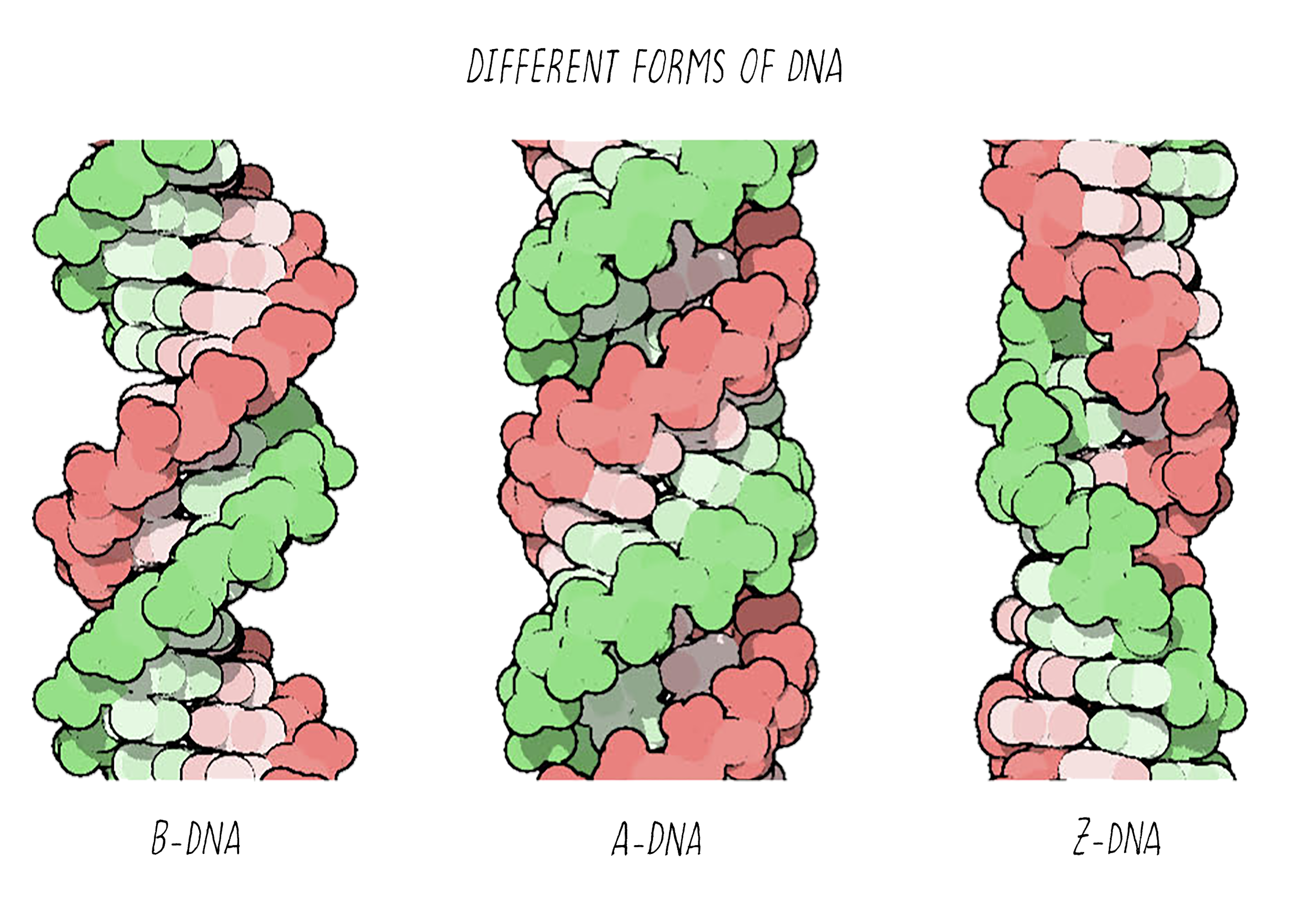 The Structure Of Dna Genetics The Structure Of Dna